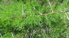 Vachellia planifrons
