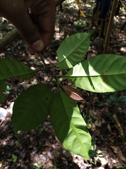 Palaquium ellipticum