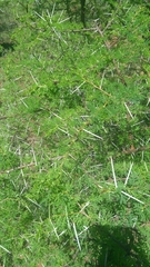 Vachellia planifrons