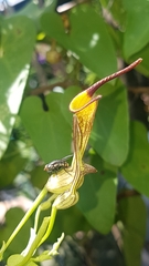 Aristolochia anguicida