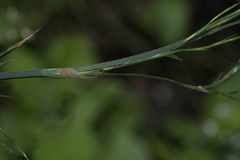 Restio quadratus