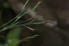 Restio quadratus