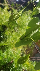 Aristolochia anguicida