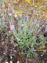 Vittadinia megacephala