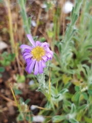 Vittadinia megacephala