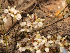 Polygala wittebergensis