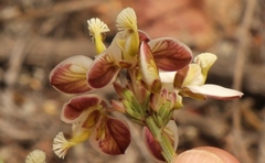 Polygala wittebergensis