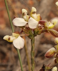 Polygala wittebergensis
