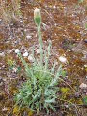 Vittadinia megacephala