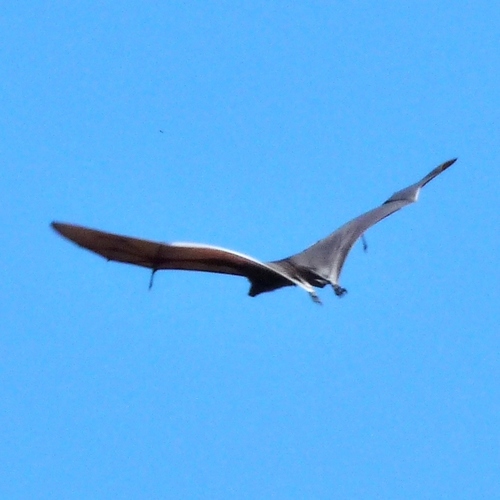 Black Flying-fox
