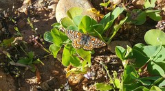 Euphydryas editha quino