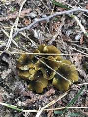 Craterellus lutescens