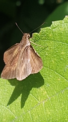 Hesperiinae