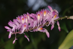 Dendrobium secundum