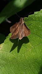 Hesperiinae