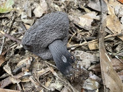 Tylopilus griseocarneus