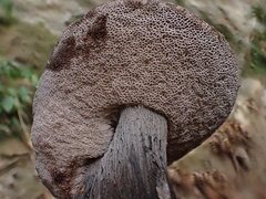 Tylopilus griseocarneus