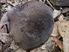Tylopilus griseocarneus