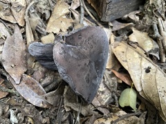 Tylopilus griseocarneus