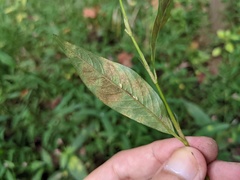 Capitophorus hippophaes