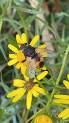 Tachina fera