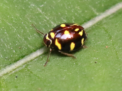 Hemisphaeriina