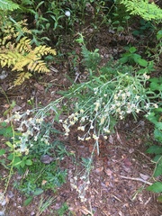 Pseudognaphalium macounii