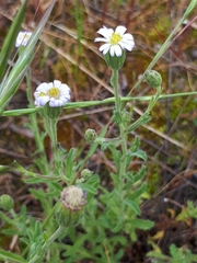 Vittadinia australasica