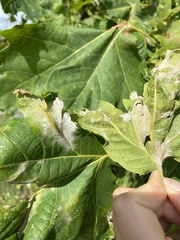 Erysiphe platani
