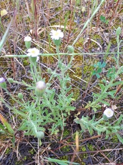 Vittadinia australasica