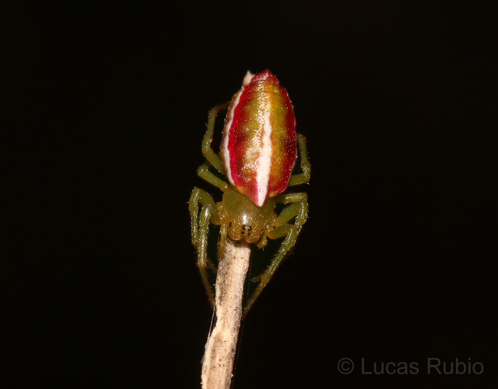 Alpaida rostratula