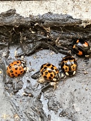 Harmonia axyridis
