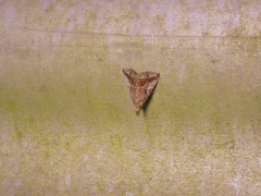 Aglaonice deldonalis
