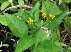 Acmella paniculata