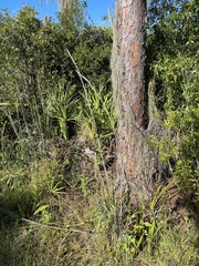 Andropogon cretaceus