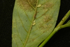 Capitophorus hippophaes