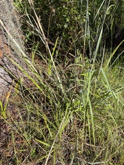 Andropogon cretaceus