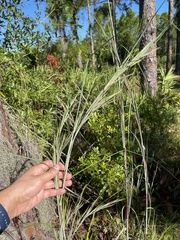 Andropogon cretaceus