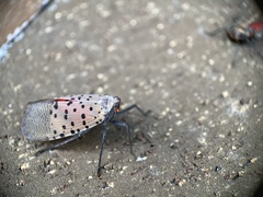 Lycorma delicatula