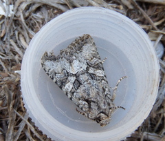 Dryobotodes monochroma