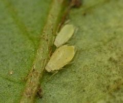 Capitophorus hippophaes