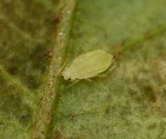 Capitophorus hippophaes