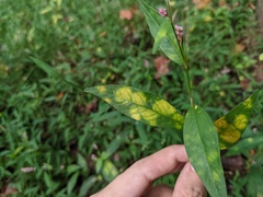 Capitophorus hippophaes