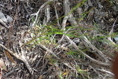 Elegia microcarpa
