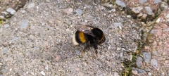 Bombus