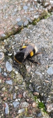 Bombus