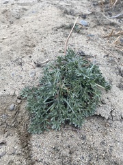 Artemisia pubescens