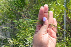 Elegia microcarpa