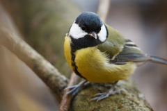 Parus major