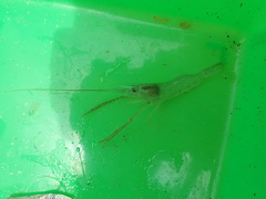 Macrobrachium nipponense